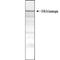 Huntingtin antibody, MCA2050, Bio-Rad (formerly AbD Serotec) , Immunoprecipitation image 