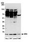 ERH MRNA Splicing And Mitosis Factor antibody, A305-401A, Bethyl Labs, Western Blot image 
