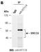 X-Ray Repair Cross Complementing 4 antibody, orb107118, Biorbyt, Immunoprecipitation image 