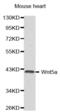 Wnt Family Member 5A antibody, abx001745, Abbexa, Western Blot image 