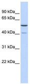 Probable methyltransferase-like protein 15 antibody, TA330980, Origene, Western Blot image 