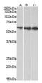 3-Hydroxy-3-Methylglutaryl-CoA Synthase 1 antibody, orb334062, Biorbyt, Western Blot image 
