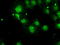 Serine/threonine-protein phosphatase 5 antibody, TA500570, Origene, Immunofluorescence image 
