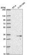 Proteasome Assembly Chaperone 1 antibody, PA5-67090, Invitrogen Antibodies, Western Blot image 