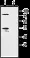 Potassium Voltage-Gated Channel Subfamily A Regulatory Beta Subunit 2 antibody, GTX16689, GeneTex, Western Blot image 