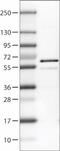 RUNX Family Transcription Factor 2 antibody, NBP2-52888, Novus Biologicals, Western Blot image 