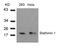 OP18 antibody, MBS9404967, MyBioSource, Western Blot image 