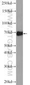 Aryl Hydrocarbon Receptor Nuclear Translocator Like antibody, 14268-1-AP, Proteintech Group, Western Blot image 