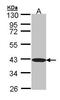 BEN Domain Containing 5 antibody, TA309033, Origene, Western Blot image 