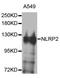 NBS1 antibody, orb374011, Biorbyt, Western Blot image 