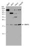 MAF BZIP Transcription Factor G antibody, NBP2-15019, Novus Biologicals, Western Blot image 