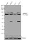 FKBP Prolyl Isomerase 5 antibody, PA1-020, Invitrogen Antibodies, Western Blot image 