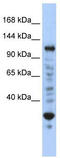 Nuclear Transcription Factor, X-Box Binding 1 antibody, TA337892, Origene, Western Blot image 