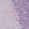 Small Integral Membrane Protein 18 antibody, NBP2-38091, Novus Biologicals, Immunohistochemistry paraffin image 