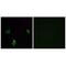 Laminin Subunit Gamma 3 antibody, A10229, Boster Biological Technology, Immunofluorescence image 