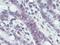 MutL Homolog 1 antibody, AM20522SU-N, Origene, Immunohistochemistry frozen image 