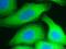 40S ribosomal protein S3 antibody, 66046-1-Ig, Proteintech Group, Immunofluorescence image 