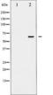 ShcA antibody, TA325840, Origene, Western Blot image 