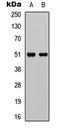 G Protein-Coupled Receptor 152 antibody, LS-C354385, Lifespan Biosciences, Western Blot image 