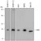 Cytochrome C Oxidase Subunit 4I1 antibody, MAB6980, R&D Systems, Western Blot image 