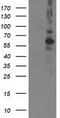 Protein Phosphatase, Mg2+/Mn2+ Dependent 1B antibody, TA502865, Origene, Western Blot image 