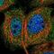 Solute Carrier Family 43 Member 1 antibody, NBP1-87331, Novus Biologicals, Immunofluorescence image 