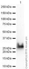 Transgelin antibody, ab14106, Abcam, Western Blot image 