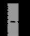 Nipsnap Homolog 2 antibody, 201860-T32, Sino Biological, Western Blot image 