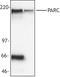 Cullin 9 antibody, LS-B3911, Lifespan Biosciences, Western Blot image 
