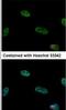 COP9 Signalosome Subunit 2 antibody, NBP1-31481, Novus Biologicals, Immunofluorescence image 