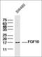 Fibroblast growth factor 10 antibody, orb10654, Biorbyt, Western Blot image 