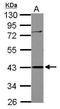 DNA dC->dU-editing enzyme APOBEC-3G antibody, GTX112176, GeneTex, Western Blot image 