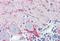 Vesicle-associated membrane protein 2 antibody, MBS245468, MyBioSource, Immunohistochemistry frozen image 