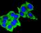 Keratin 16 antibody, NBP2-67559, Novus Biologicals, Immunofluorescence image 