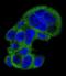 Fibrinogen Gamma Chain antibody, LS-C166145, Lifespan Biosciences, Immunofluorescence image 