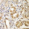 Rac Family Small GTPase 1 antibody, 23-129, ProSci, Immunohistochemistry frozen image 