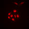 Histone Cluster 4 H4 antibody, LS-C356108, Lifespan Biosciences, Immunofluorescence image 