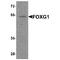 Forkhead Box G1 antibody, TA349139, Origene, Western Blot image 