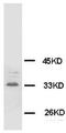 Synaptophysin antibody, AM20669PU-N, Origene, Western Blot image 