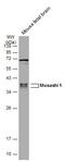 RNA-binding protein Musashi homolog 1 antibody, GTX634485, GeneTex, Western Blot image 