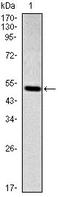 SMAD2 antibody, AM06653SU-N, Origene, Western Blot image 
