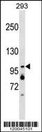XPA Binding Protein 2 antibody, 59-275, ProSci, Western Blot image 