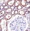 Ring Finger And CCCH-Type Domains 1 antibody, LS-C162510, Lifespan Biosciences, Immunohistochemistry frozen image 