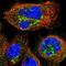 Meiosis Regulator And MRNA Stability Factor 1 antibody, PA5-53696, Invitrogen Antibodies, Immunofluorescence image 