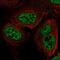 Ret Finger Protein Like 3 antibody, NBP2-55981, Novus Biologicals, Immunofluorescence image 