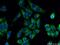 Protein transport protein Sec31A antibody, 17913-1-AP, Proteintech Group, Immunofluorescence image 