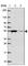 Zinc Finger Protein 548 antibody, HPA066042, Atlas Antibodies, Western Blot image 