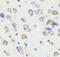 Discs Large MAGUK Scaffold Protein 1 antibody, FNab02409, FineTest, Immunohistochemistry paraffin image 