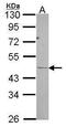 Ribosomal Protein L3 antibody, PA5-27550, Invitrogen Antibodies, Western Blot image 