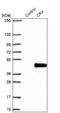 Cone-Rod Homeobox antibody, NBP1-88060, Novus Biologicals, Western Blot image 